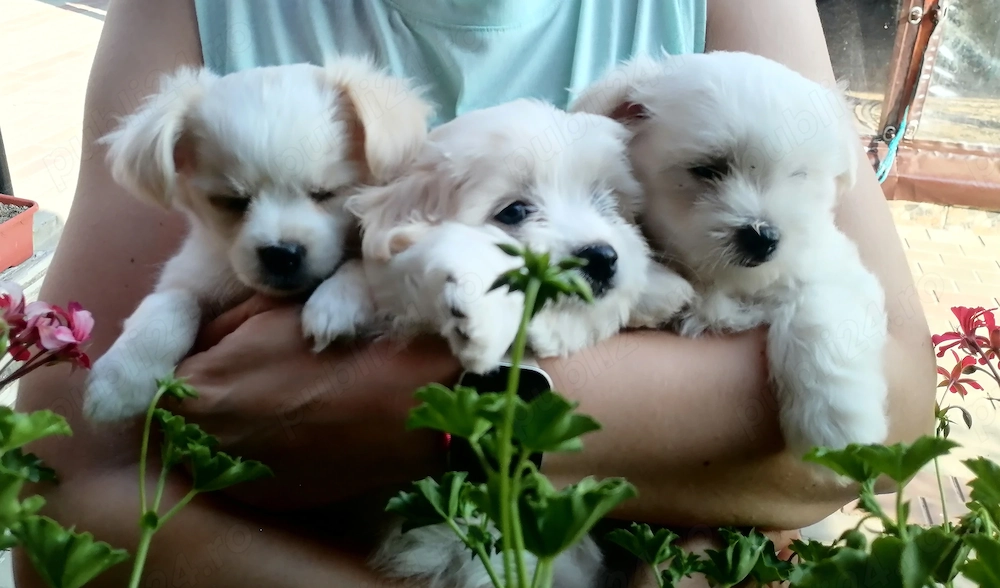 Bischon mini toy 