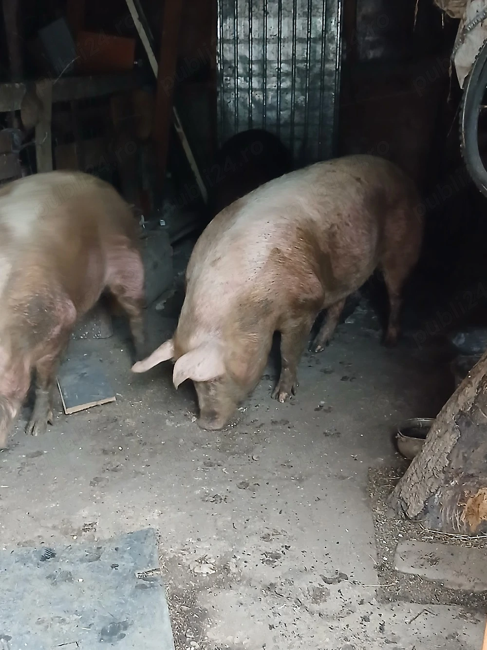 Porci de casă 