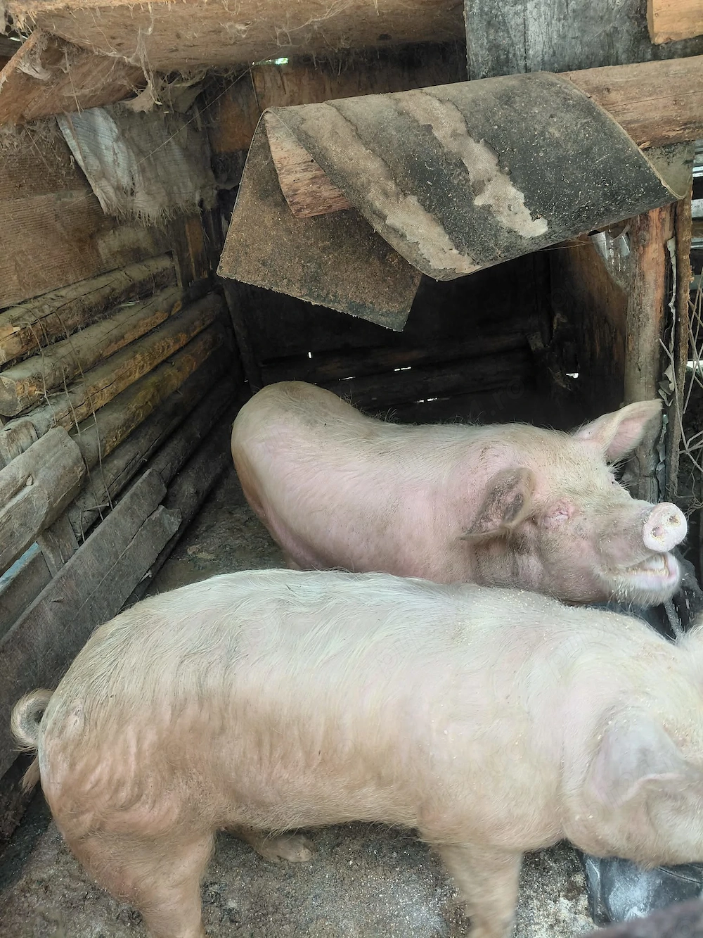 Vând sau schimb  porci crescuți bio