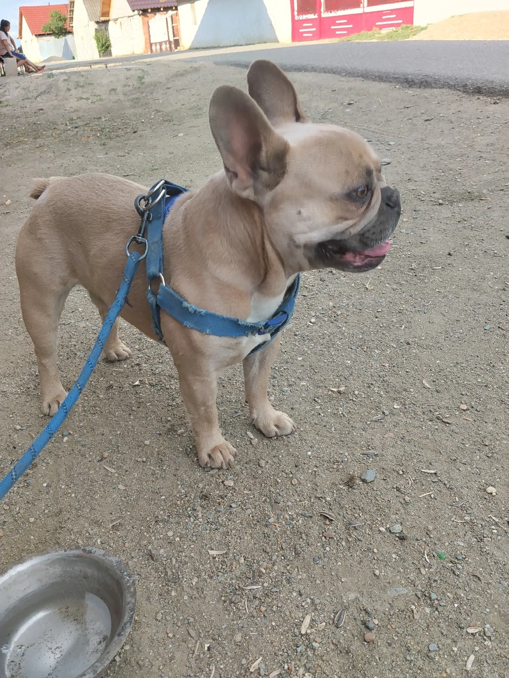 Buldog francez adorabil își caută familie iubitoare