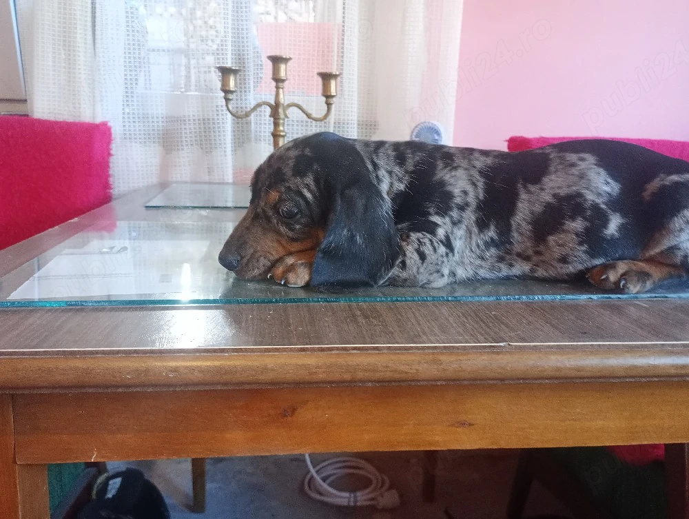 Teckel mascul arlechin