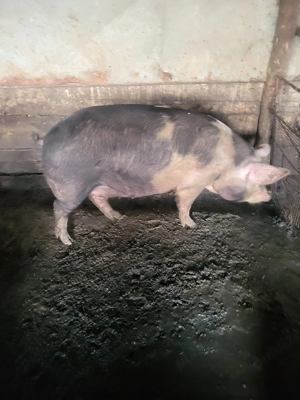Scroafă gestantă