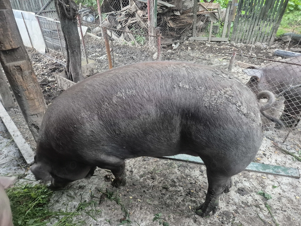 Porci de vanzare