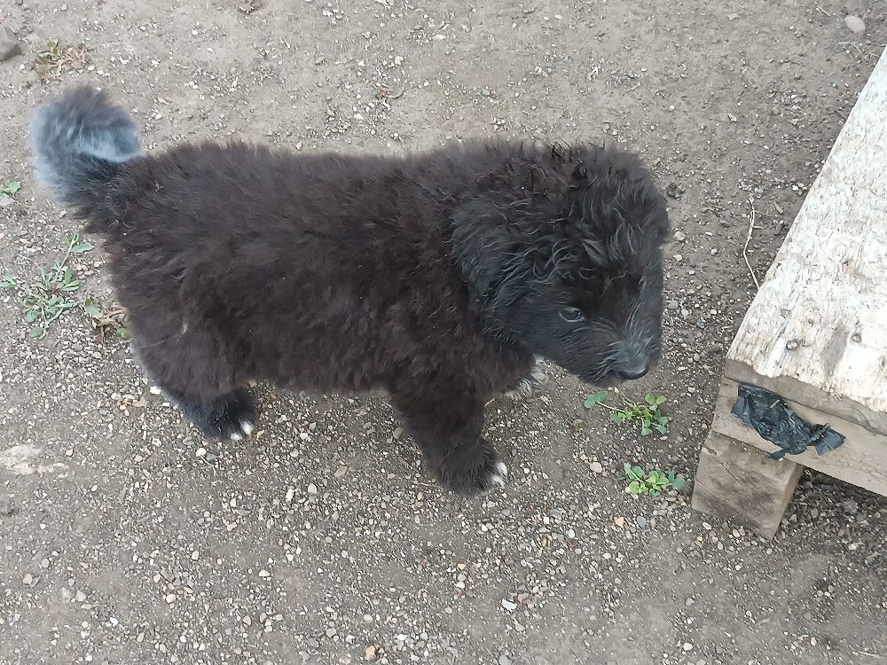 Ciobanesc corb jud.Cluj