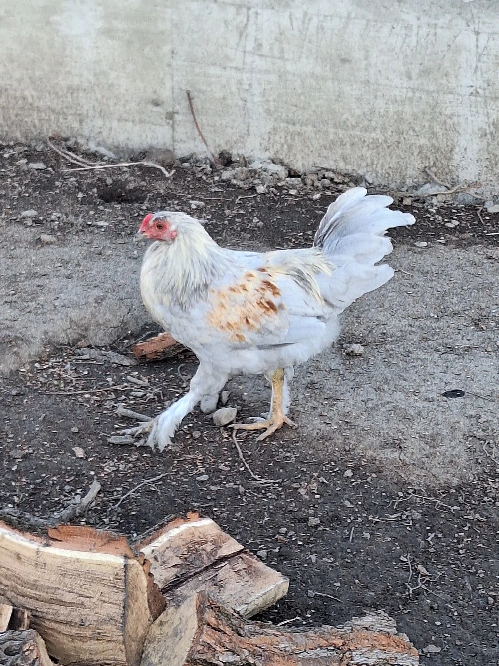 Cocoși tineri 