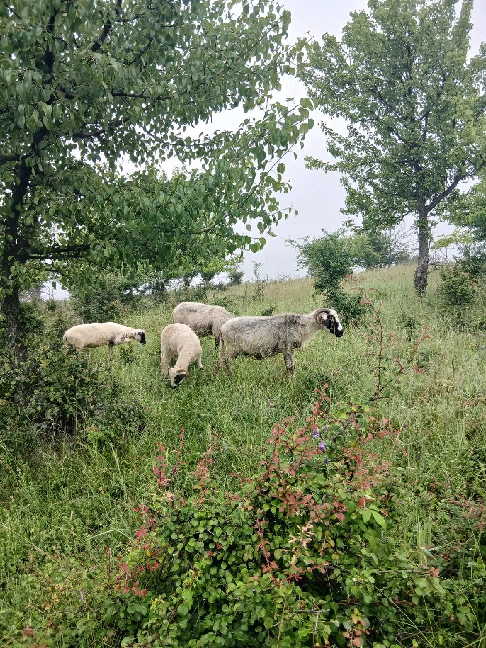 vând oi gorj 