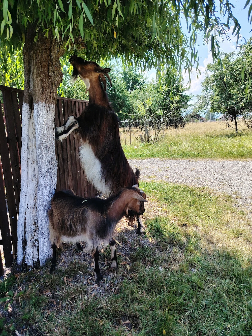 De vânzare țapi  Localitatea Ocna Sugatag, Maramureș 