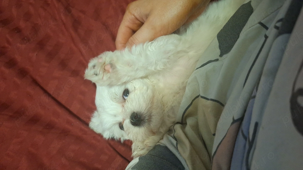 Bichoni mini toy adorabili 