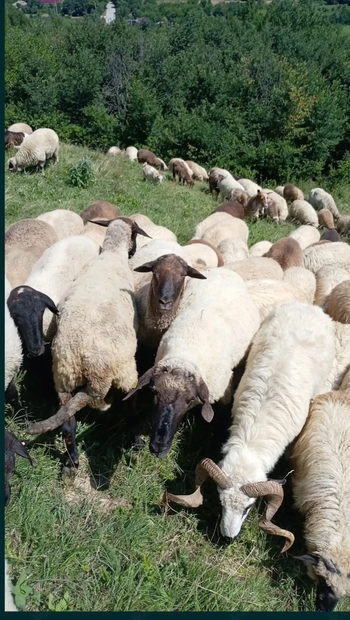 Tuns oi   Tunzător oi cu mașină electrică