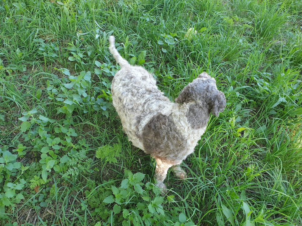 Cățelușă Lagotto pentru căutat trufe