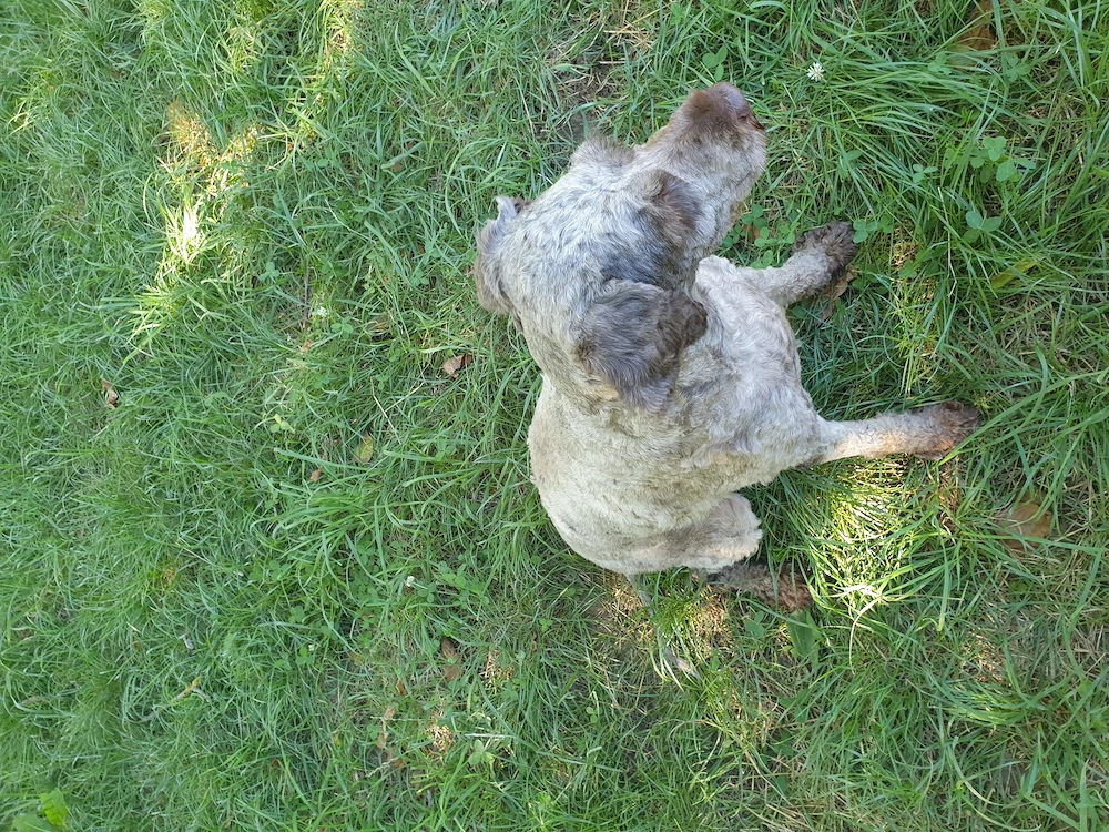 Cățelușă Lagotto pentru căutat trufe