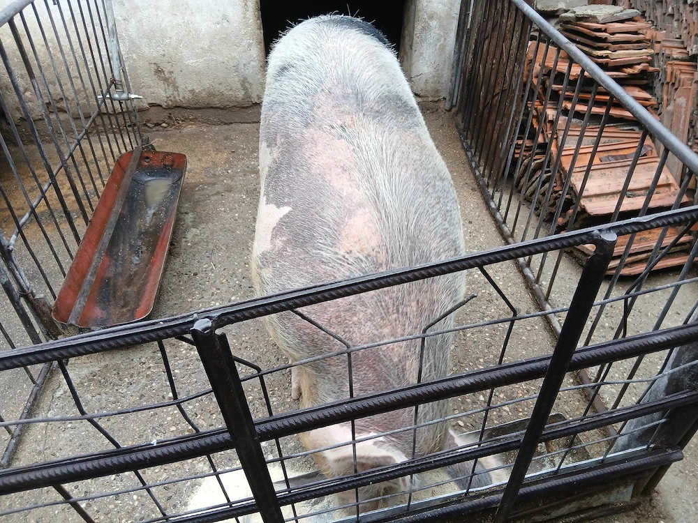 Scrofa   de vânzare 