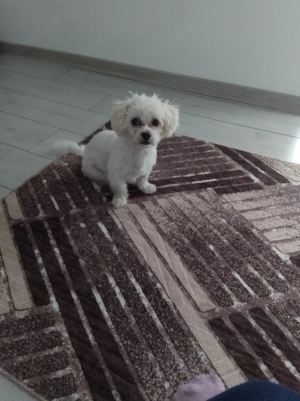 Bichon maltez de vânzare 