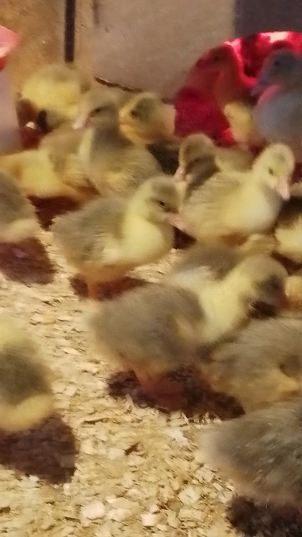 boboci gâscă 