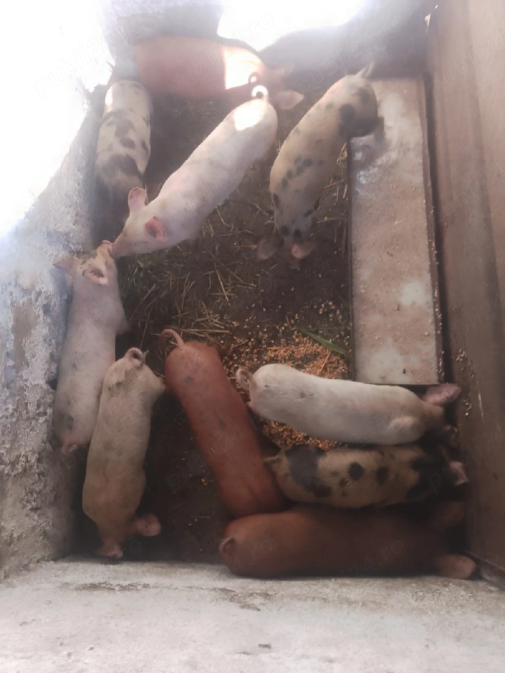 vand 8 purcei de 8 săptămâni 