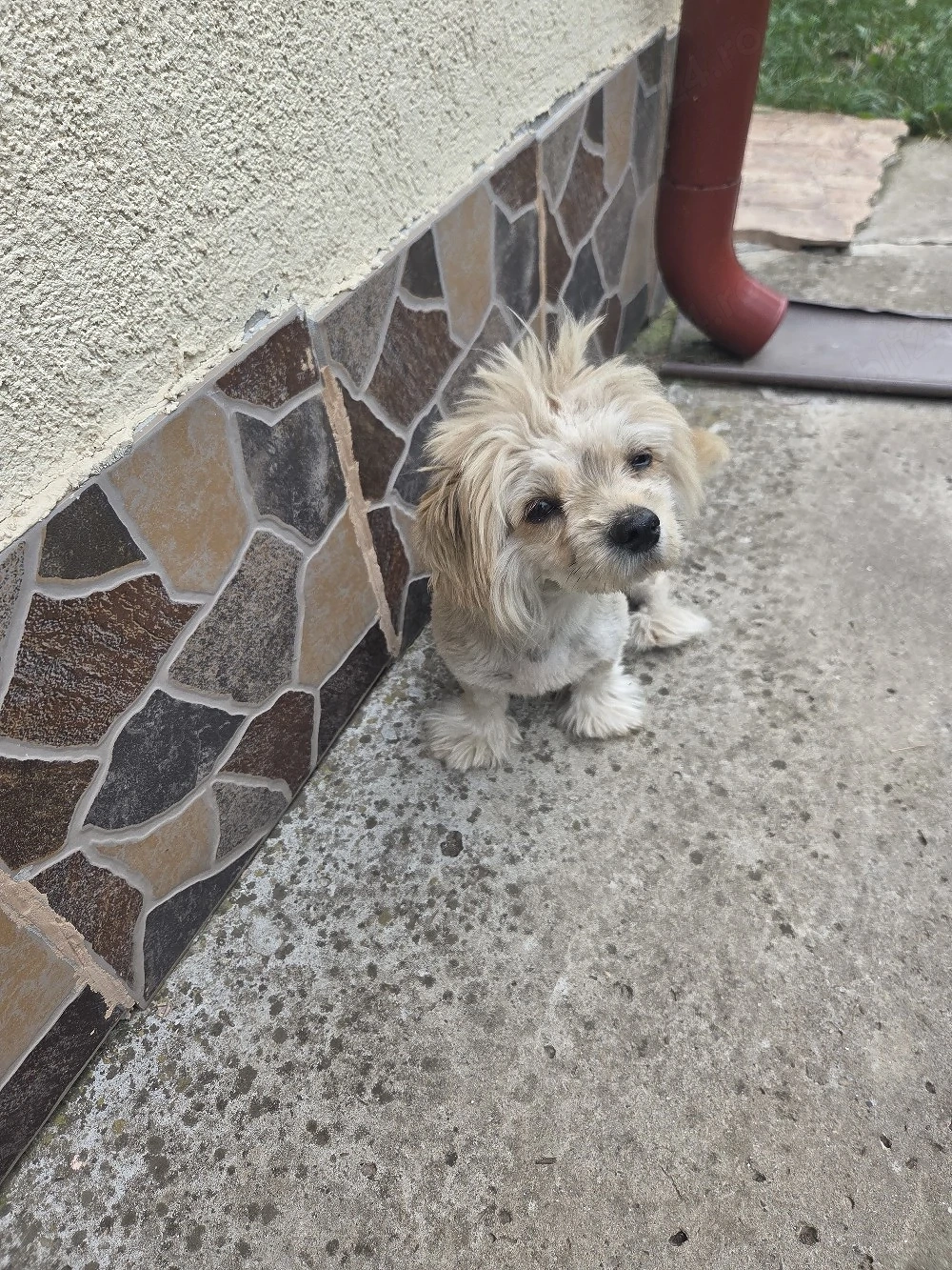 Bichon de vanzare