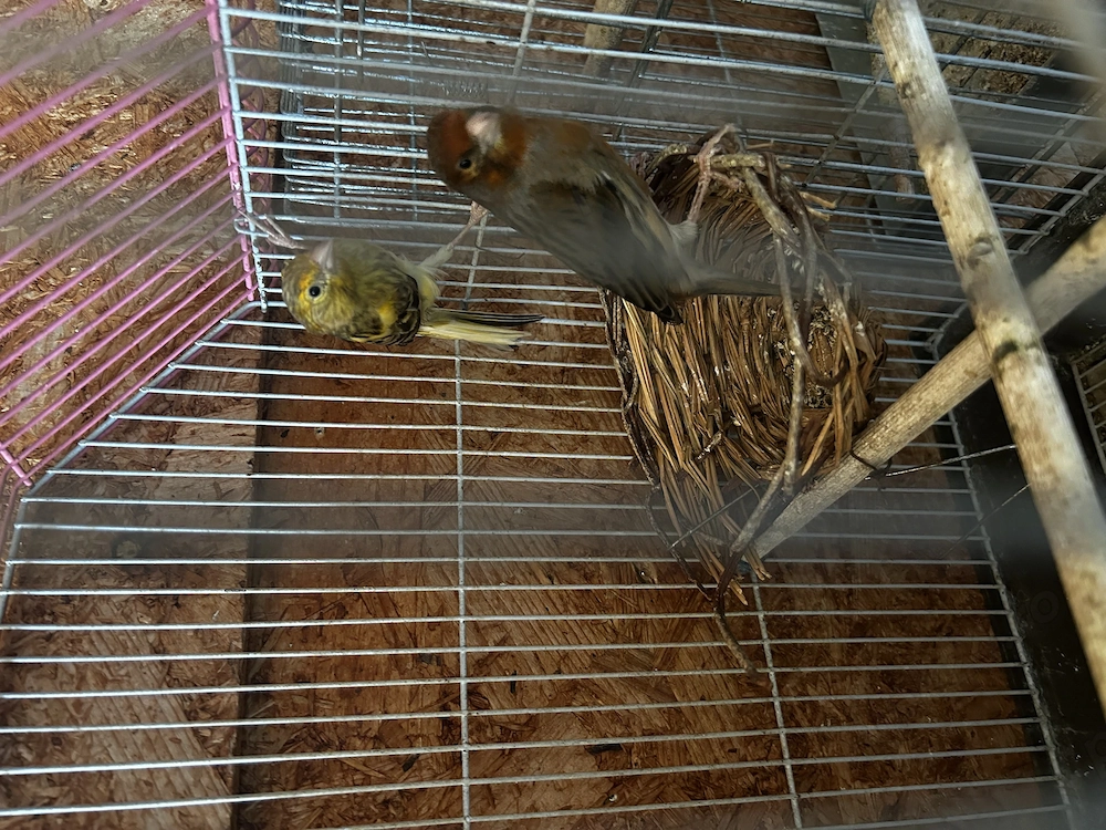 Canari de vanzare 