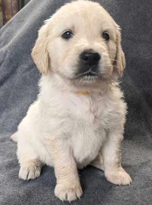Golden Retriever baietel