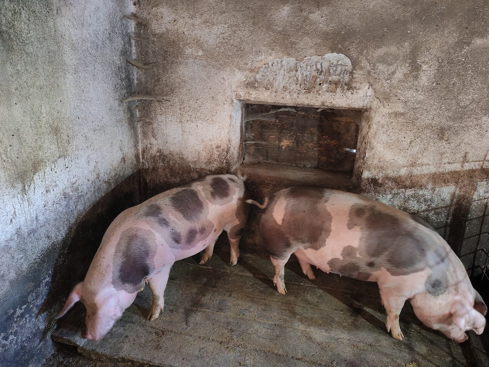 Porci 120-130 kilograme 
