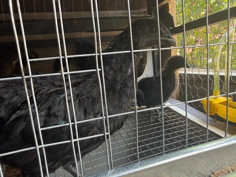 Puisori Ayam Cemani
