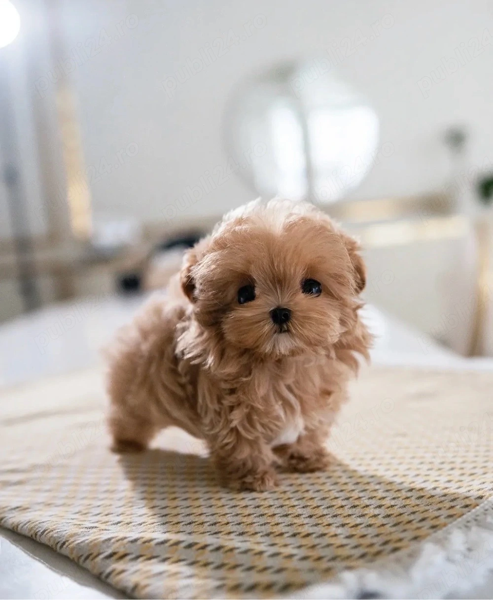 Maltipoo Rasa ideală copiilor ! Varianta Mini toy