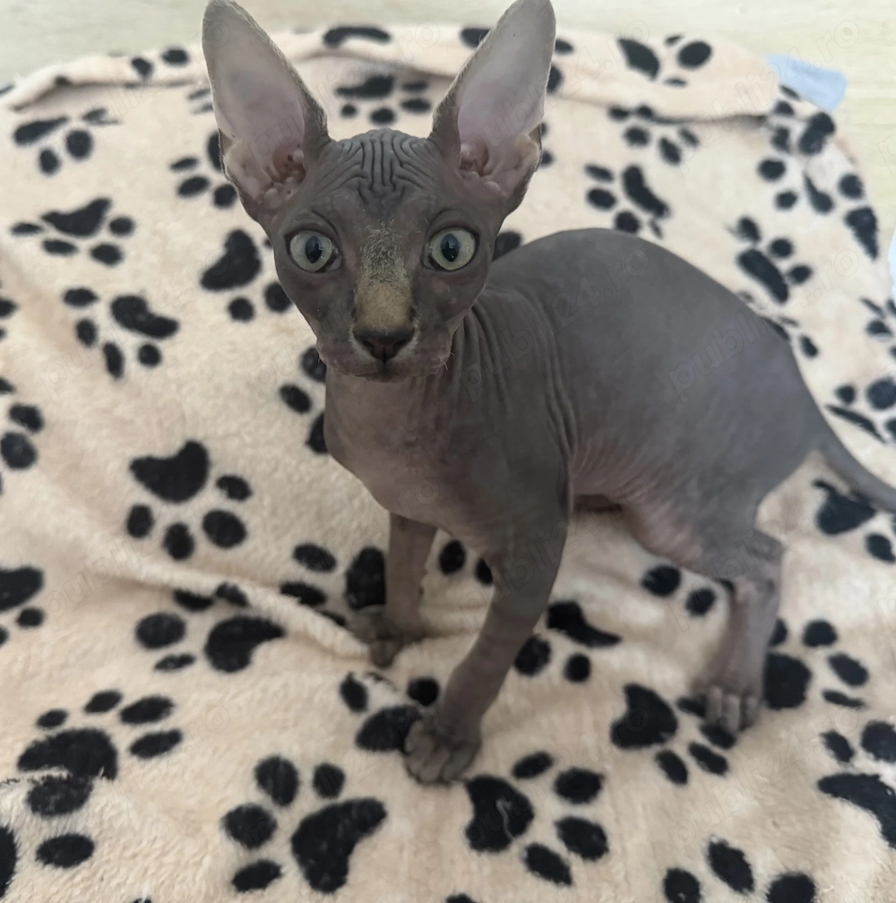 Pui Pisica Sphinx Sfinx