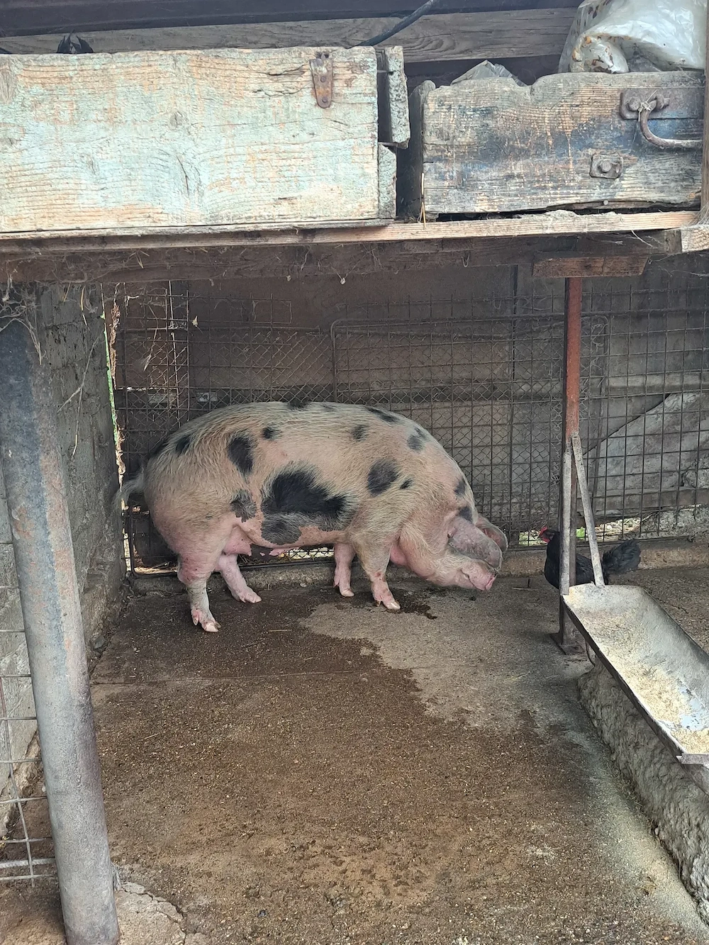 Porci crescuți fără chimicale,BIO..