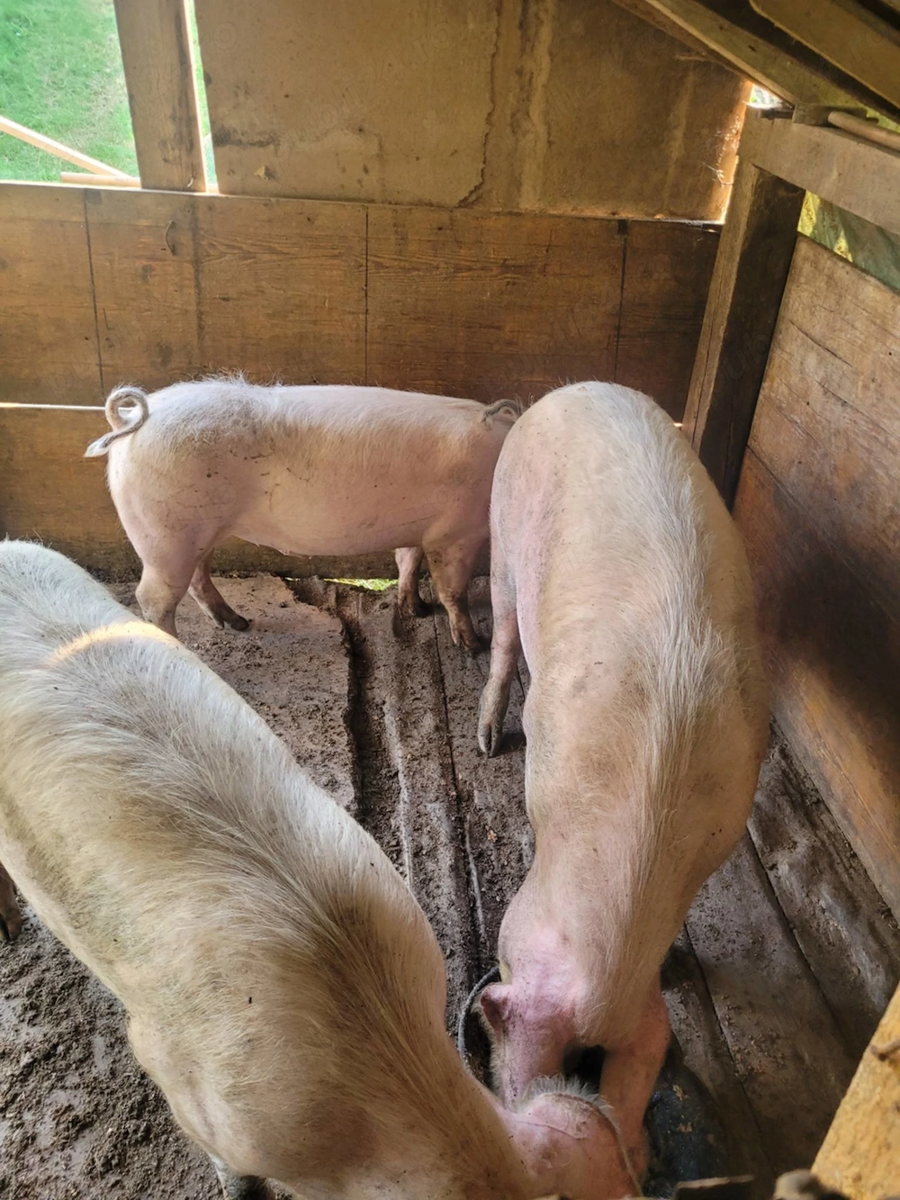 Vând scroafă gestantă și doi porci de carne (100-120 kg). Locație: Monariu, comuna Budacu de Jos. 