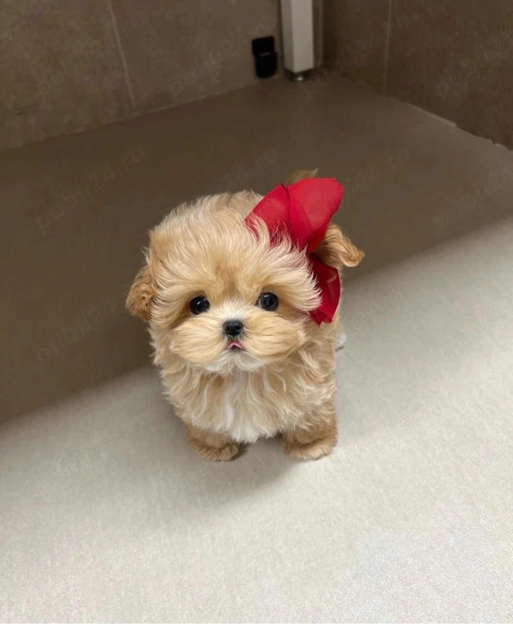 Maltipoo disponibil acum si in miniatura ( Mini Toy )