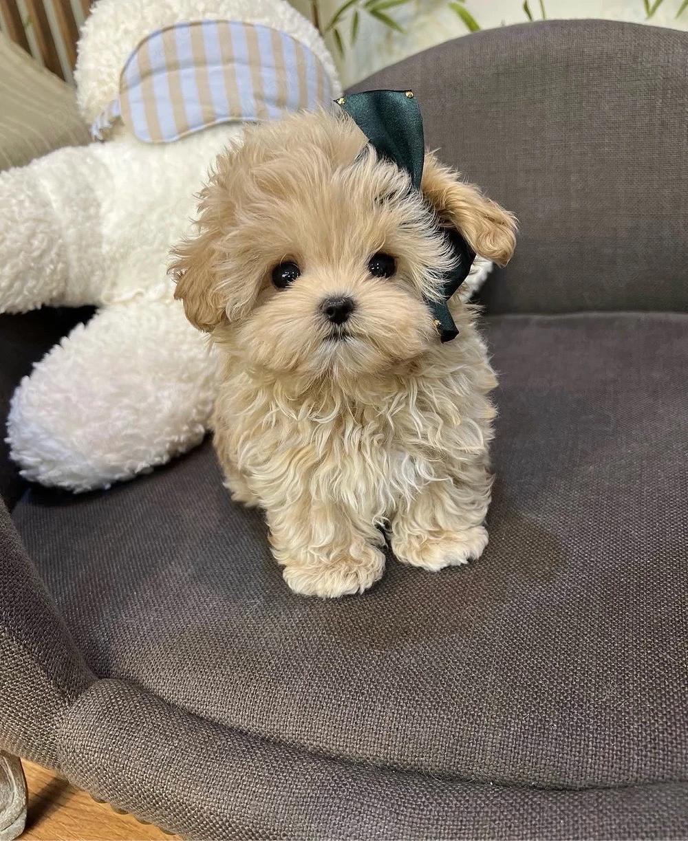 Maltipoo TeaCup nu vor depasi greutatea de 2 kg ca si adult ( caramel -capoucino)