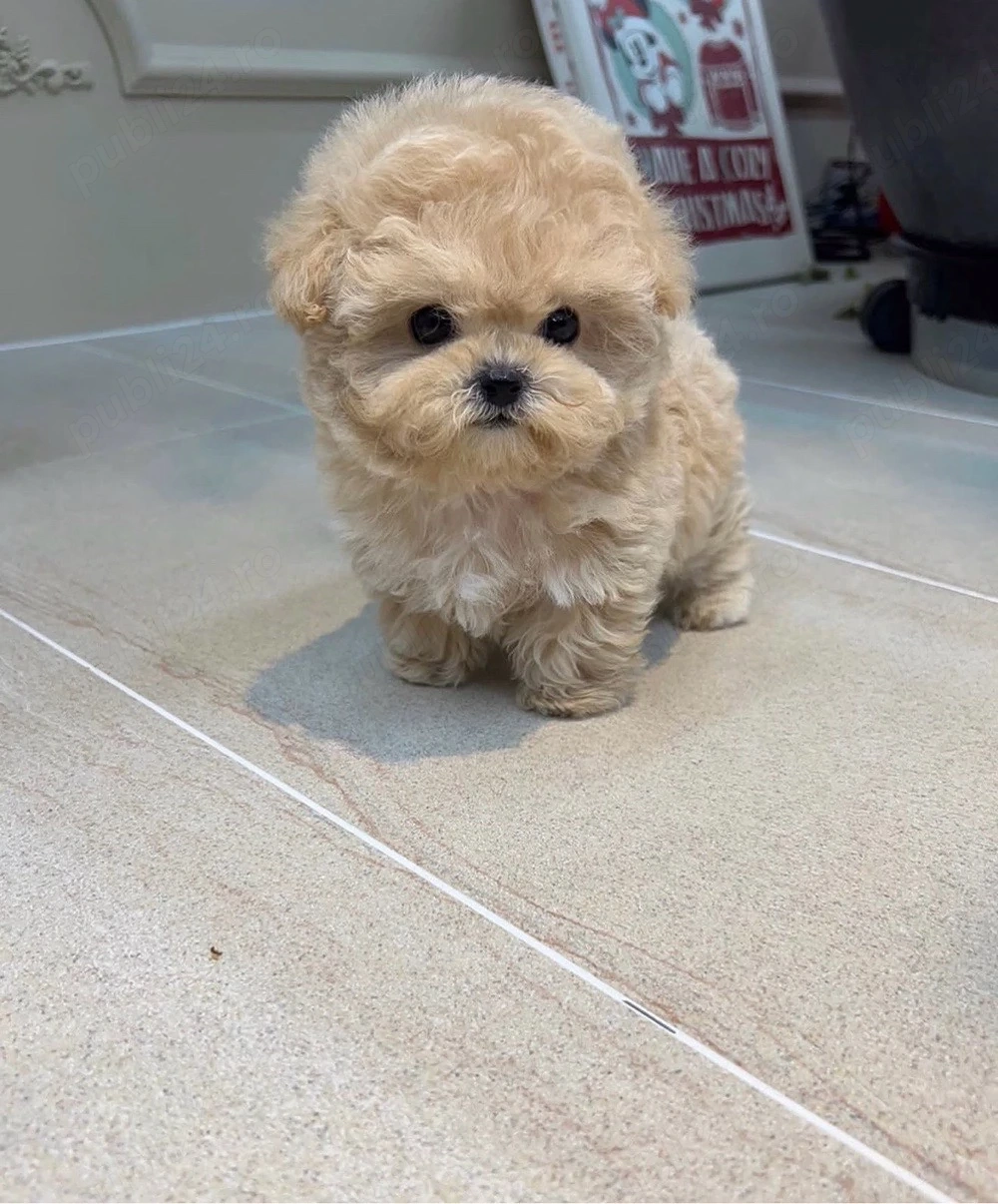 exemplare Maltipoo 10 saptamani exemplar unic ! cantarind 420 gr Mini Toy