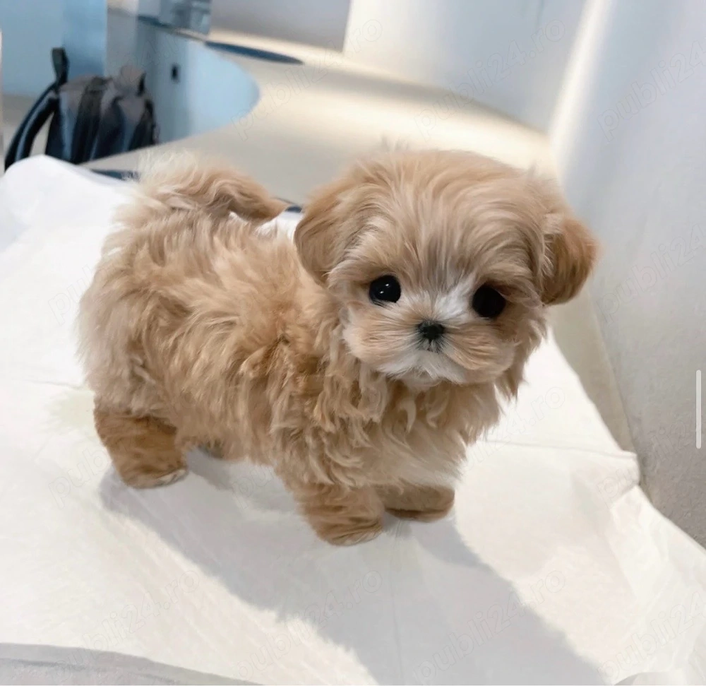 exemplar Micro TeaCup Maltipoo 320 gr ! Baietel unic !
