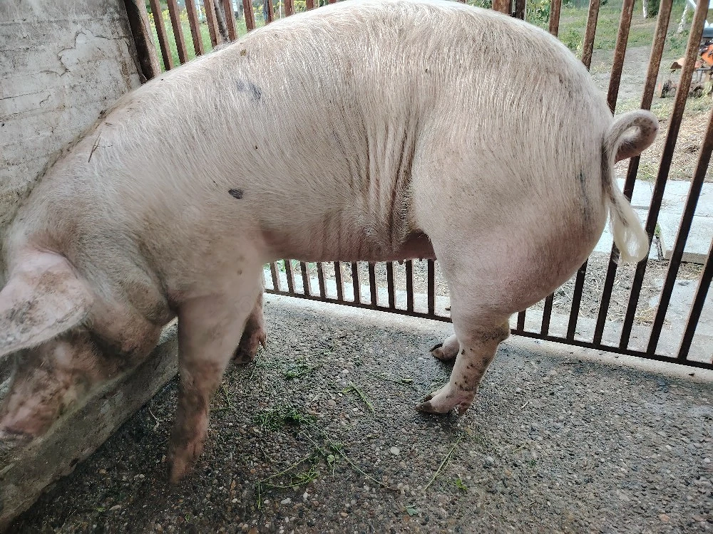 Sacrificam porc