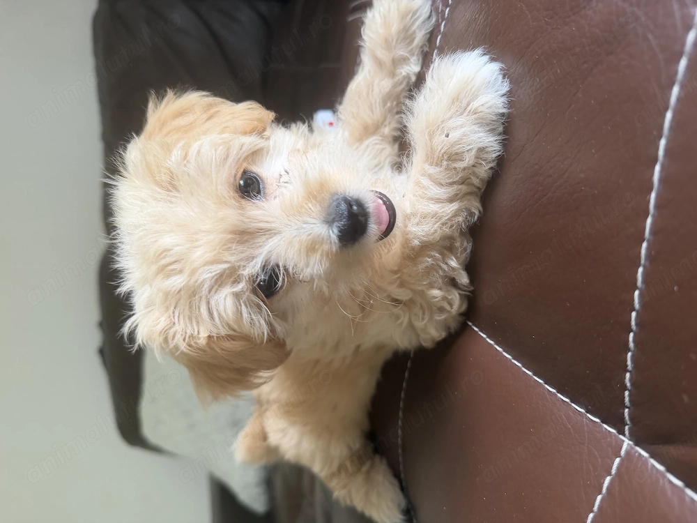Fetița maltipoo superbă 