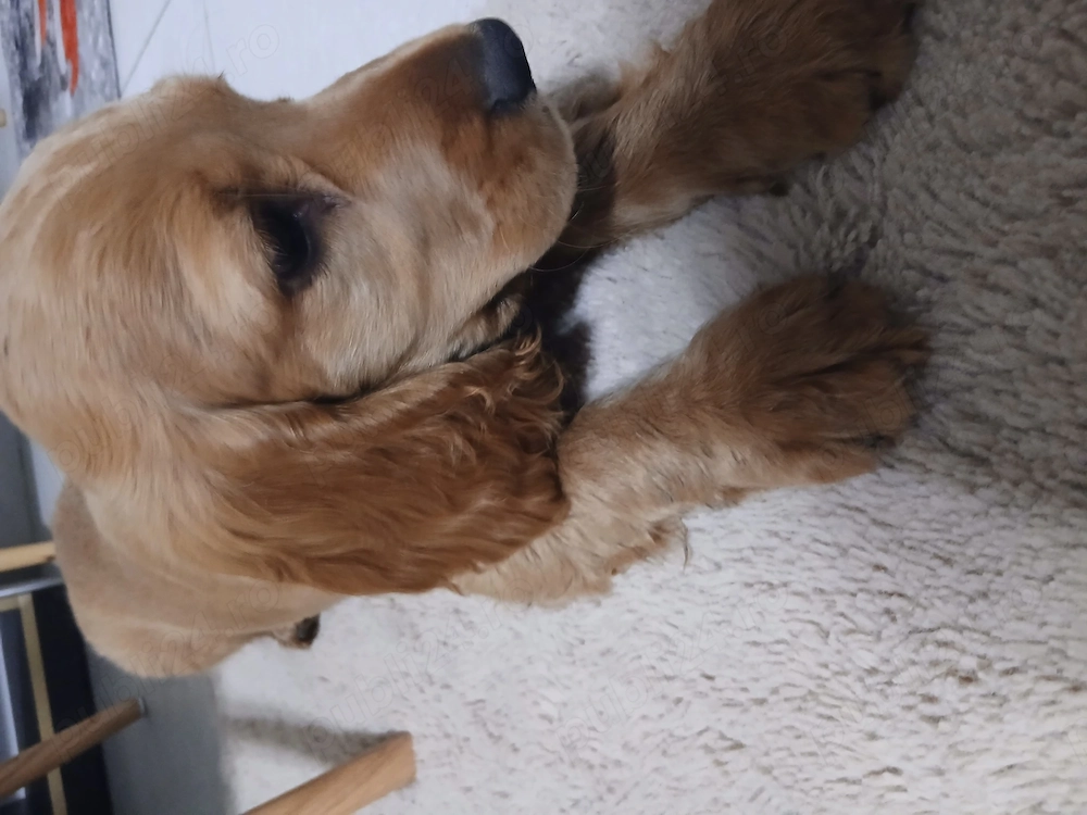 Pui coker spaniel