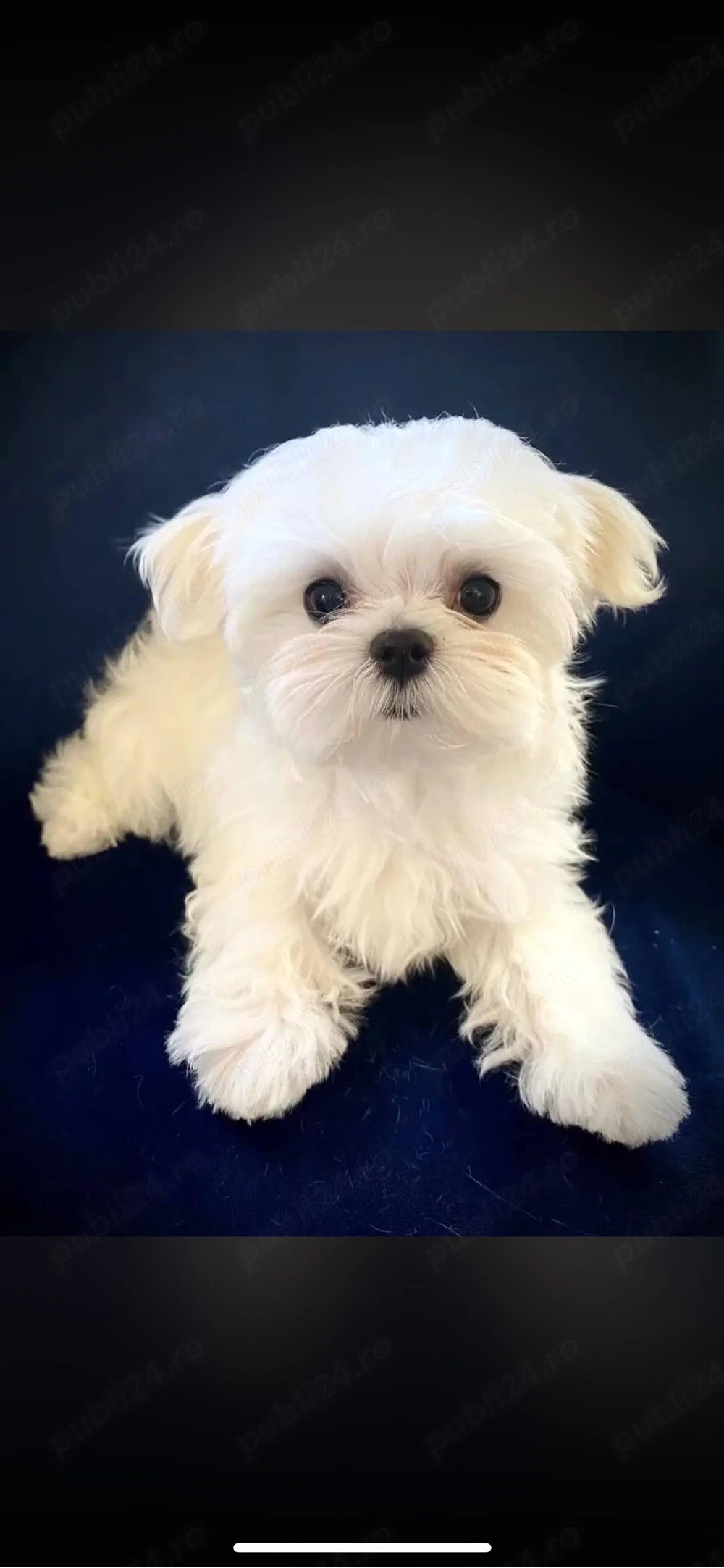 Bichon Maltez Miny toi