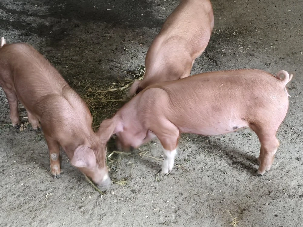 purcei Duroc 
