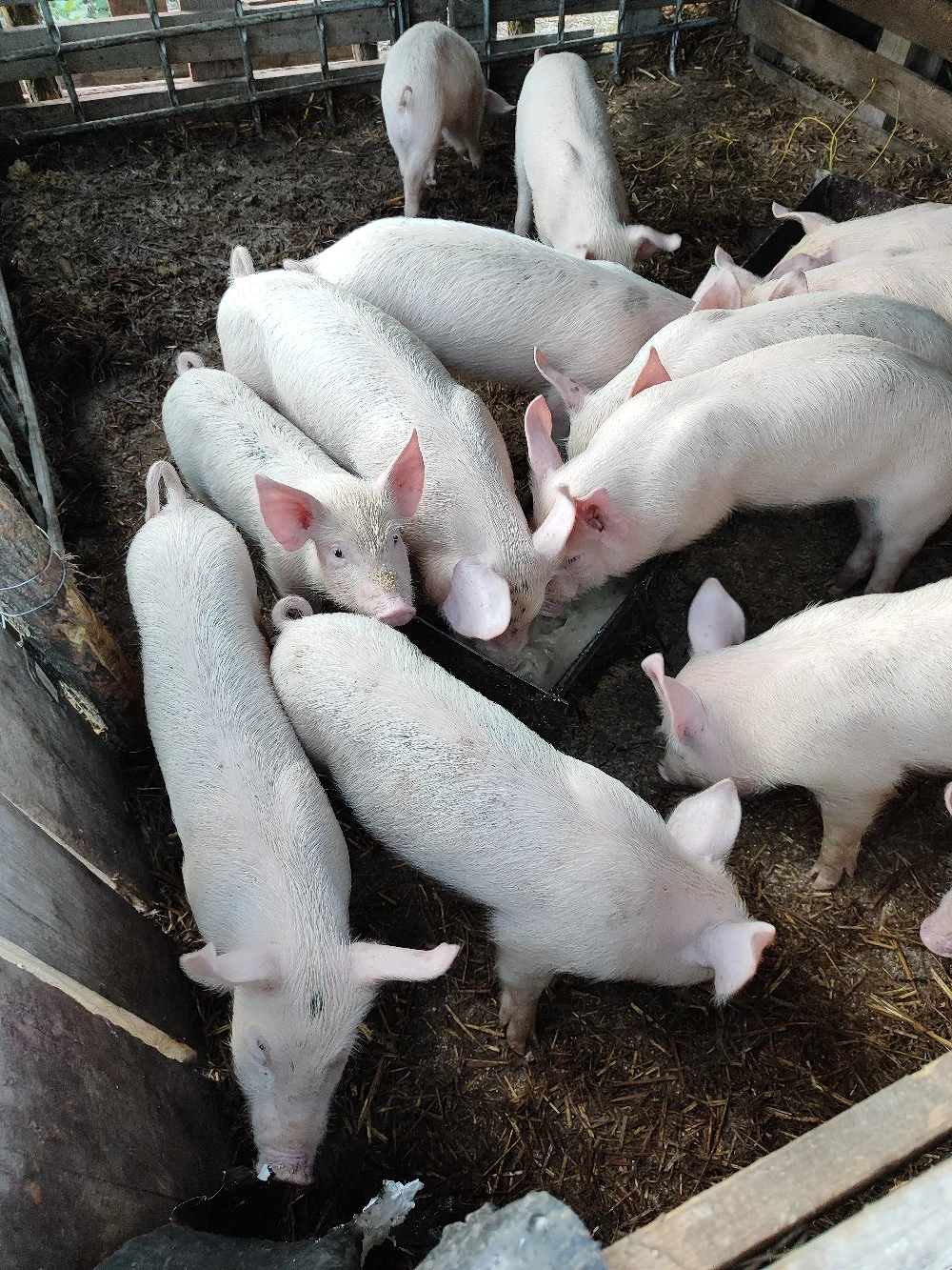purcei de vinzare 400 lei bukata negociabil 
