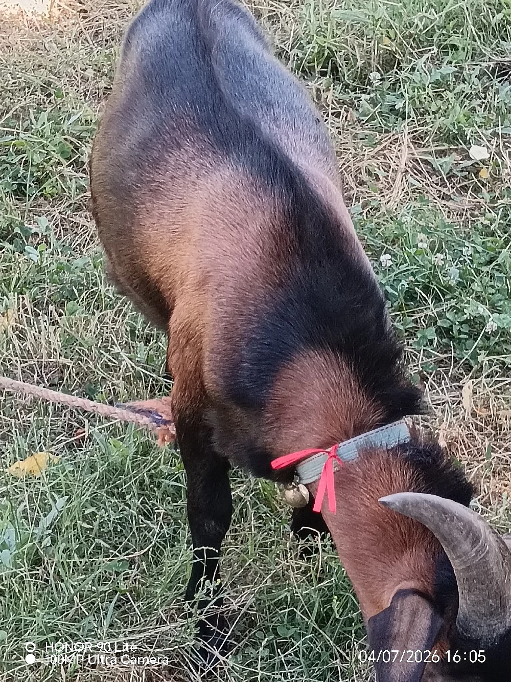 Țap de un an caut casa noua!       
