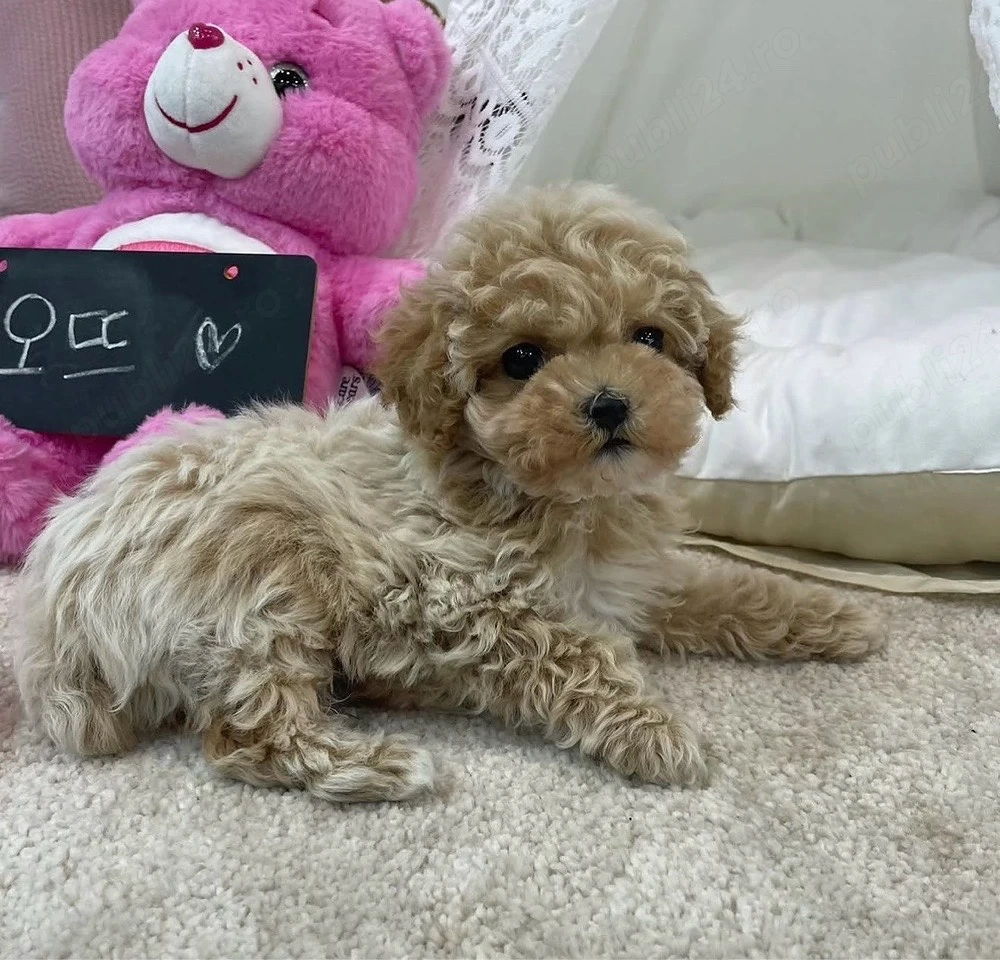 Poodle Mini Toy , Culoare Apricot -Caramel 