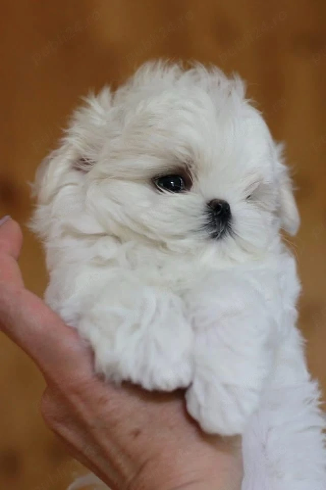 Bichon Maltese Mini toy o superbitate 20-22 cm inaltime ca si adult sub 2 kg