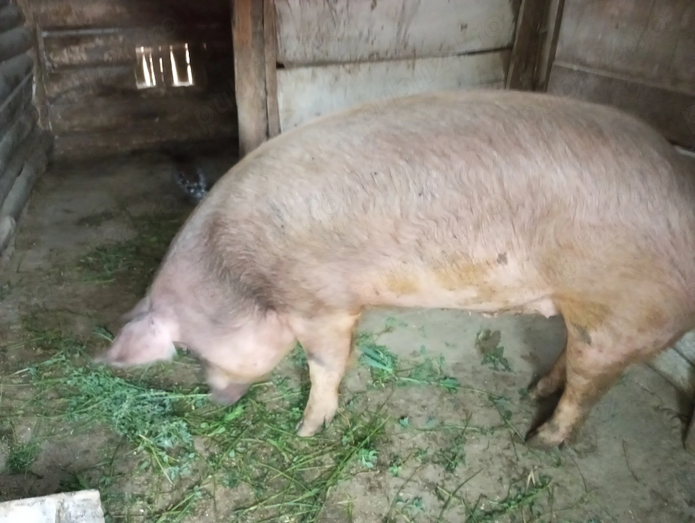 Vând porc 200kg sau schimb cu lemn de foc