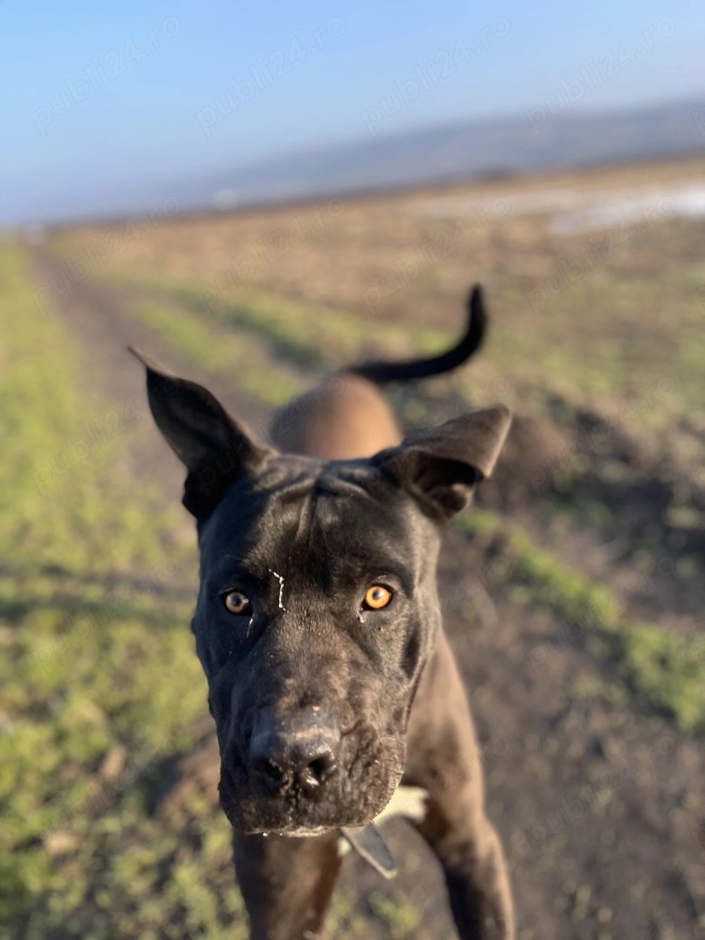 Câine cane corso blând 