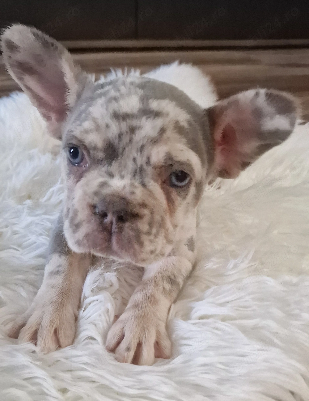 Bulldog Francez cu Pedigree
