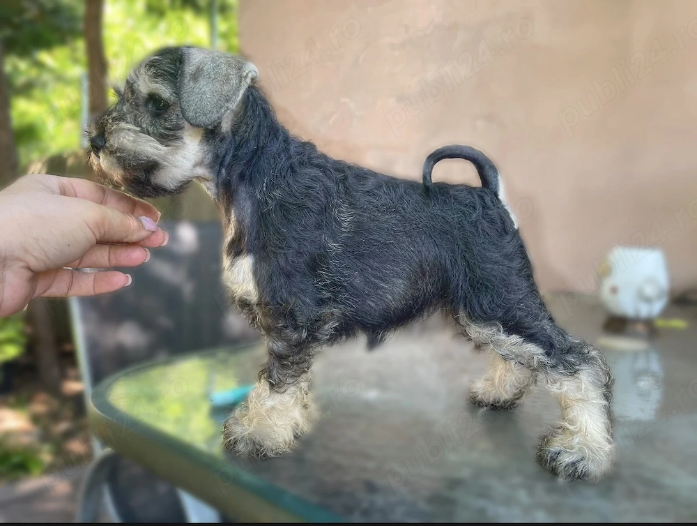 Canisa Santinelle-Schnauzer pitic cu pedigree
