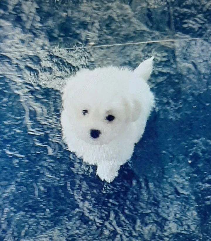 Vand bichon mini toy 6 saptamani