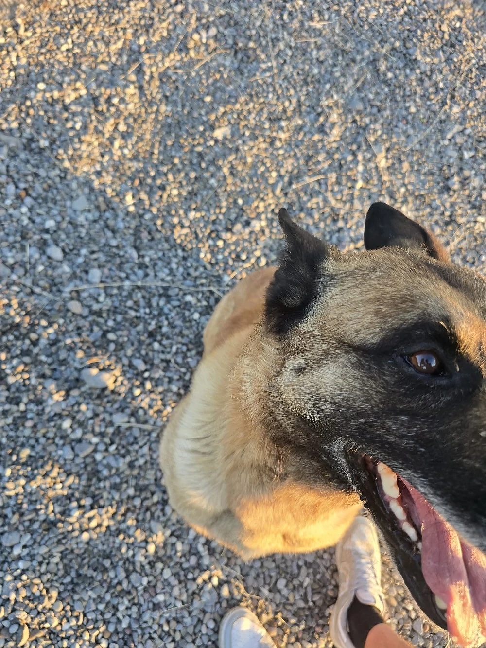 Ciobanesc belgian malinois