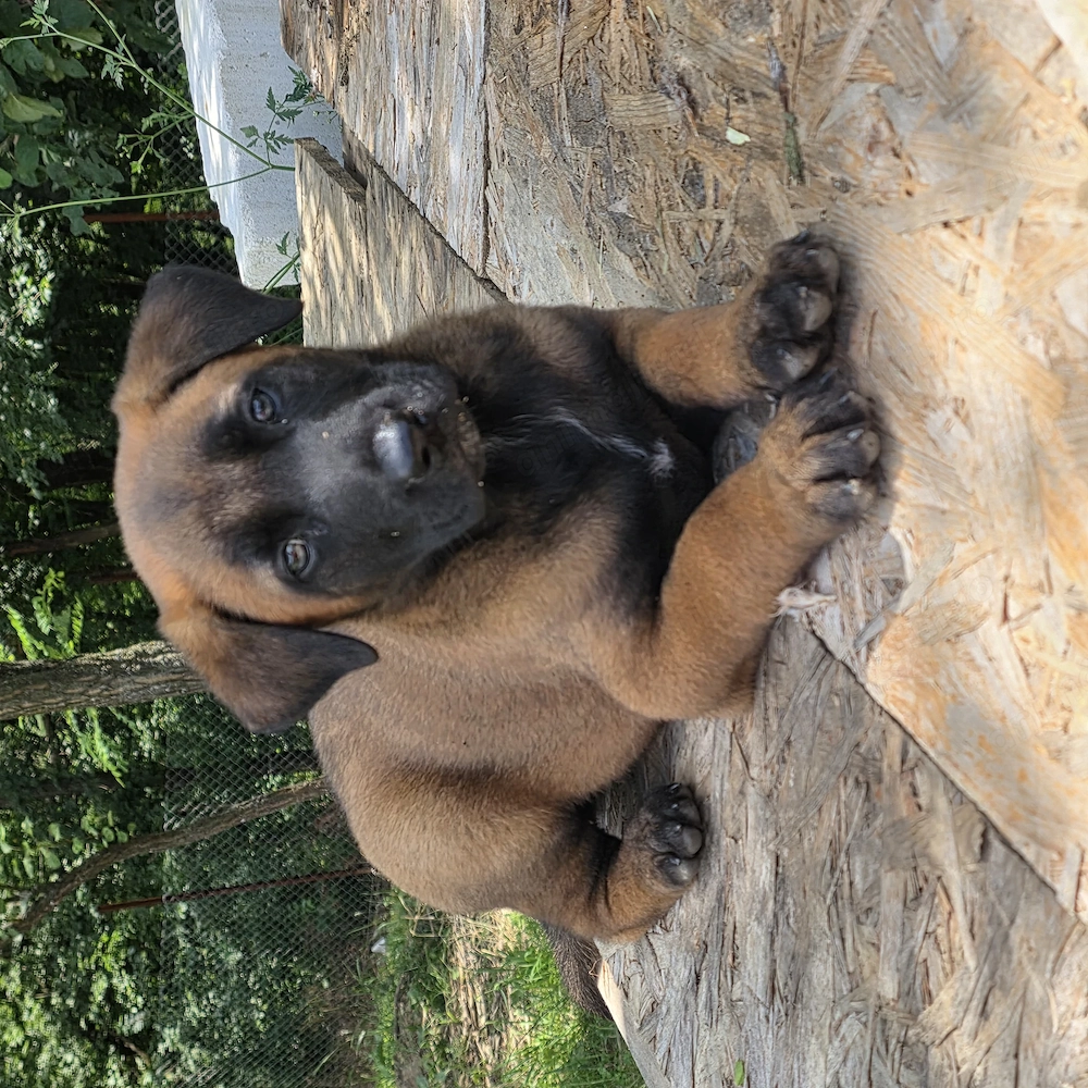 Ciobanesc belgian malinois 