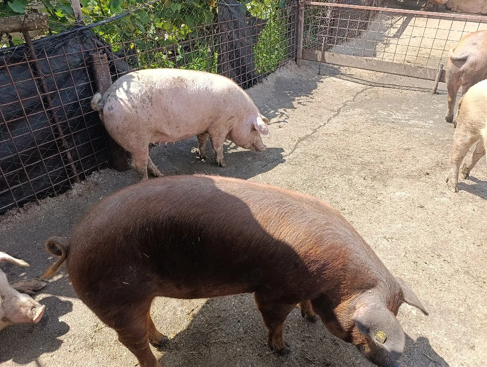 porci de aprox 140 kg
