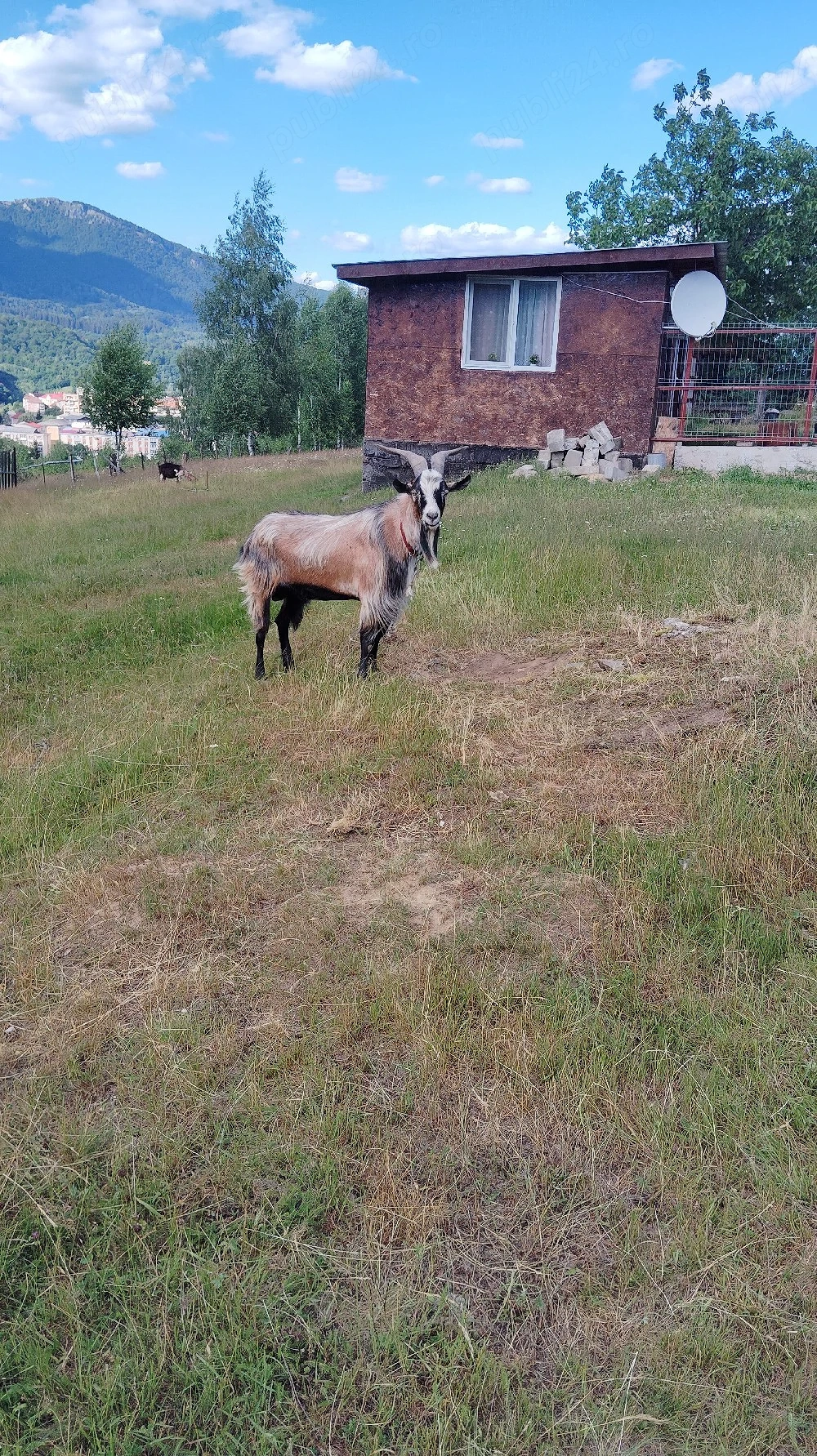 De vânzare 